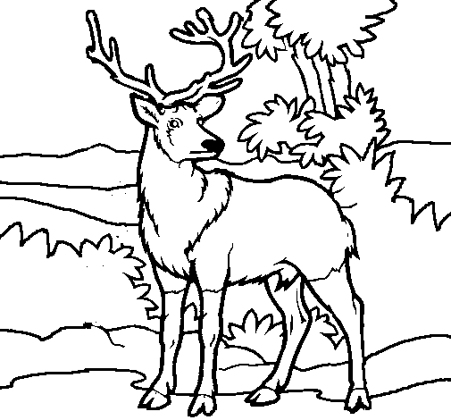 Dibujo de Ciervo adulto para Colorear