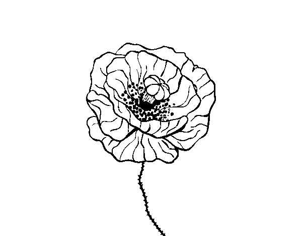 Dibujo de Flor de amapola para Colorear