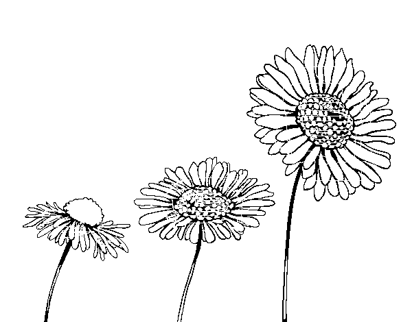 Dibujo de Flor de camamilla para Colorear