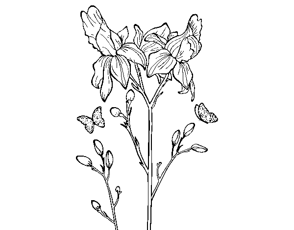 Dibujo de Flor de Iris para Colorear