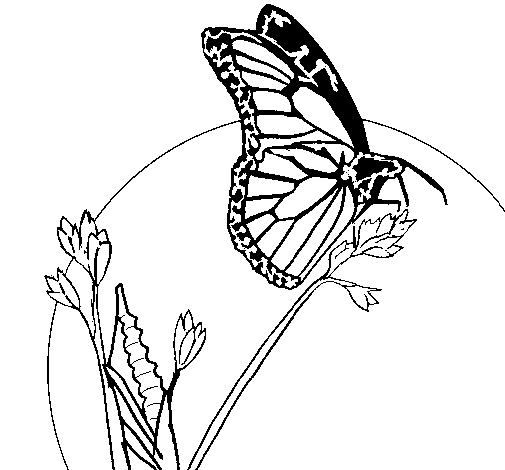 Dibujo de Mariposa en una rama para Colorear
