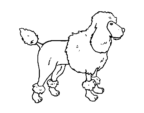 Dibujo de Poodle para Colorear