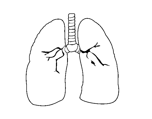 Pulmones Para Dibujar Imagui