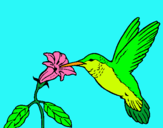 Dibujo Colibrí y una flor pintado por -thom-