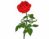 Dibujo Una rosa pintado por GenesisH