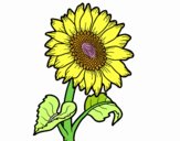 201737/un-girasol-naturaleza-flores-11131381_163.jpg