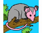 Ardilla possum