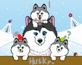 Familia Husky