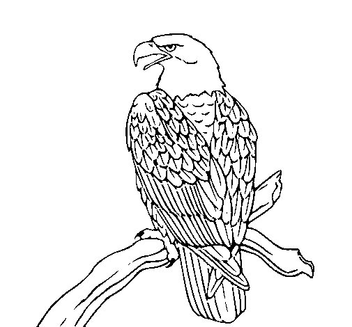 Dibujo de Águila en una rama para Colorear