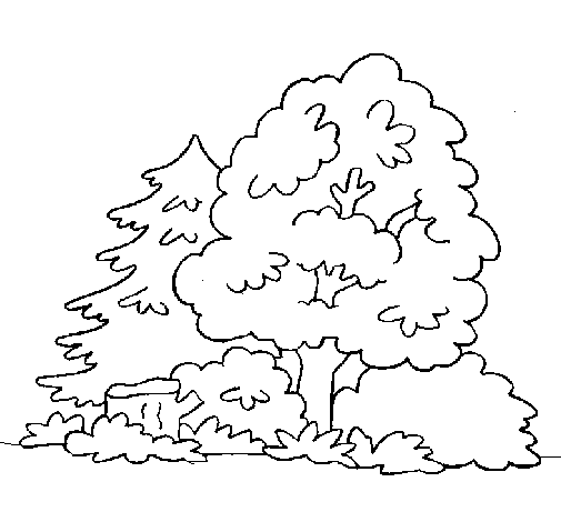 Dibujo de Bosque para Colorear