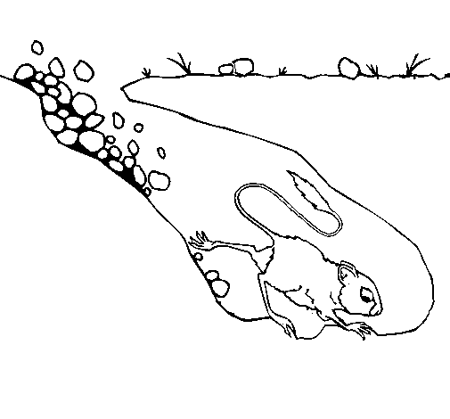 Dibujo de Canguro rata para Colorear