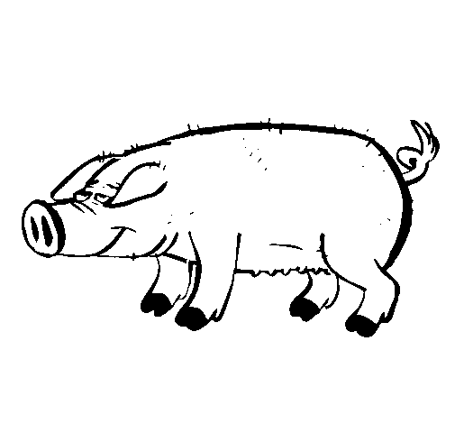 Dibujo de Cerdo con pezuñas negras para Colorear
