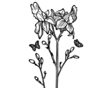 Dibujo de Flor de Iris para colorear