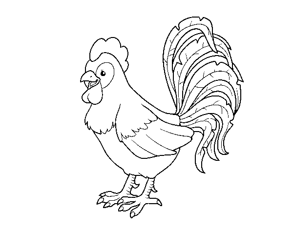 Dibujo de Gallo de una granja para Colorear