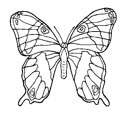 Dibujo de Mariposa 7a para Colorear