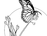 Dibujo de Mariposa en una rama para colorear