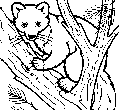 Dibujo de Marta europea en el árbol para Colorear