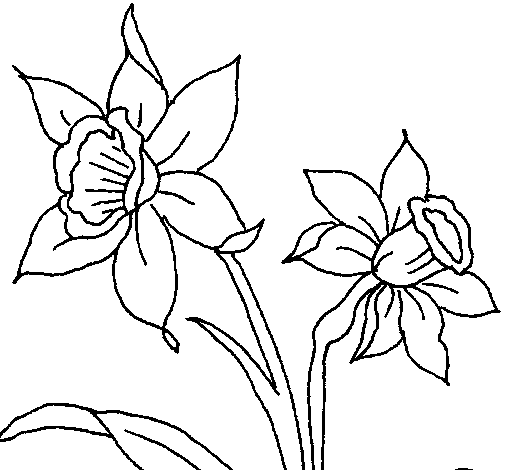 Dibujo de Orquídea para Colorear 