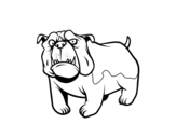 Dibujo de Perro bulldog inglés para colorear