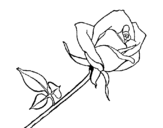 Dibujo de Rosa para colorear