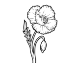 Dibujo de Una flor de amapola para colorear