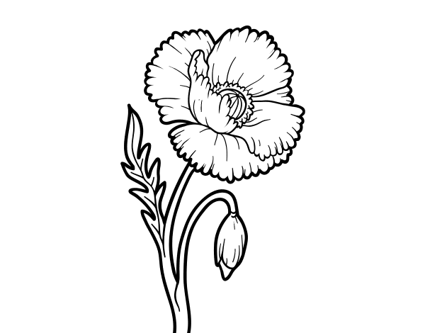 Dibujo de Una flor de amapola para Colorear 