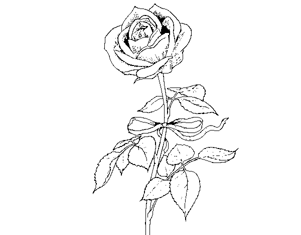 Dibujo de Una rosa para Colorear