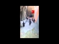 5 pingüinos pillados mientras intentaban escapar del zoo