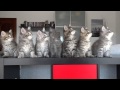 Gatitos sincronizados