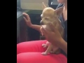 Un perrito pide que lo acaricien